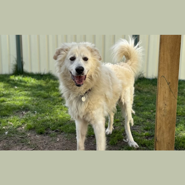 Photo of Buddy