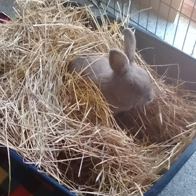 Photo of Raybun