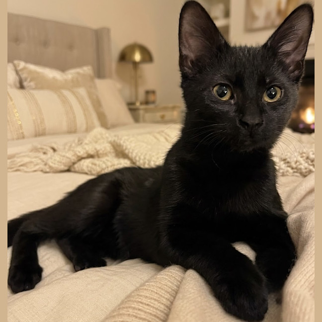 Photo of Cupcake