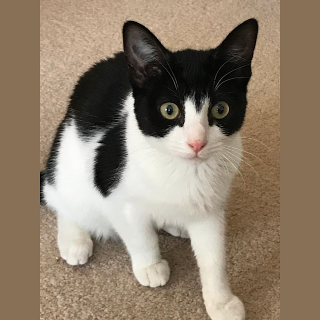 Photo of Felix