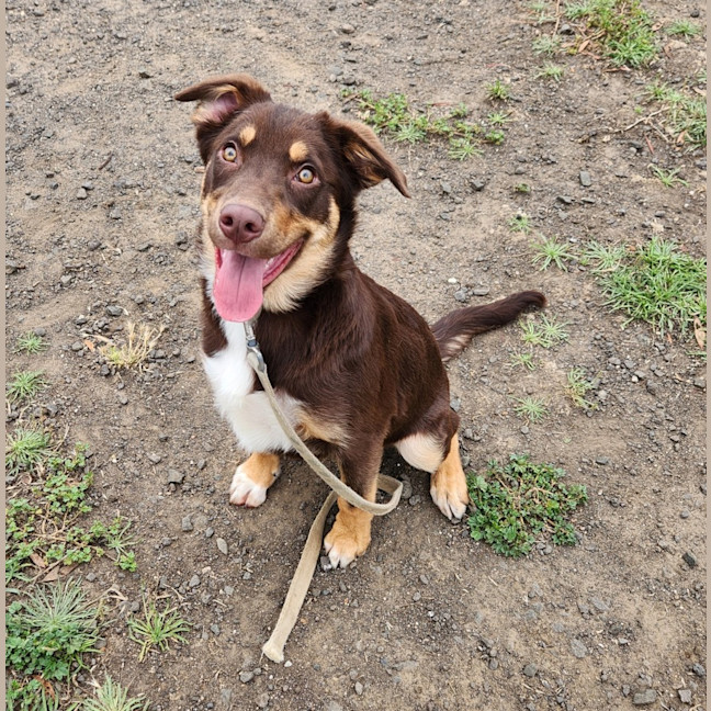 Photo of Benson (64755)