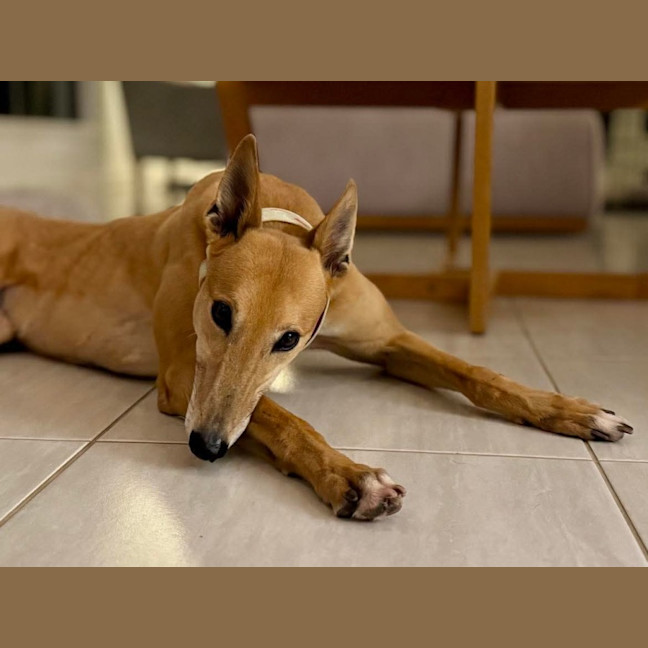Photo of Clover The Greyhound