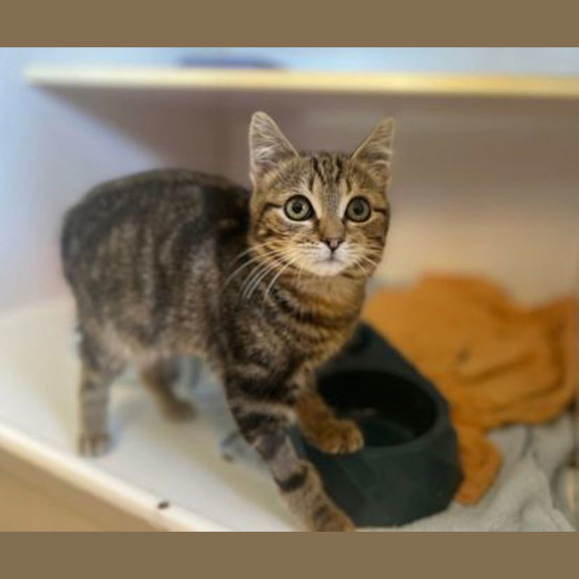 Photo of Scout