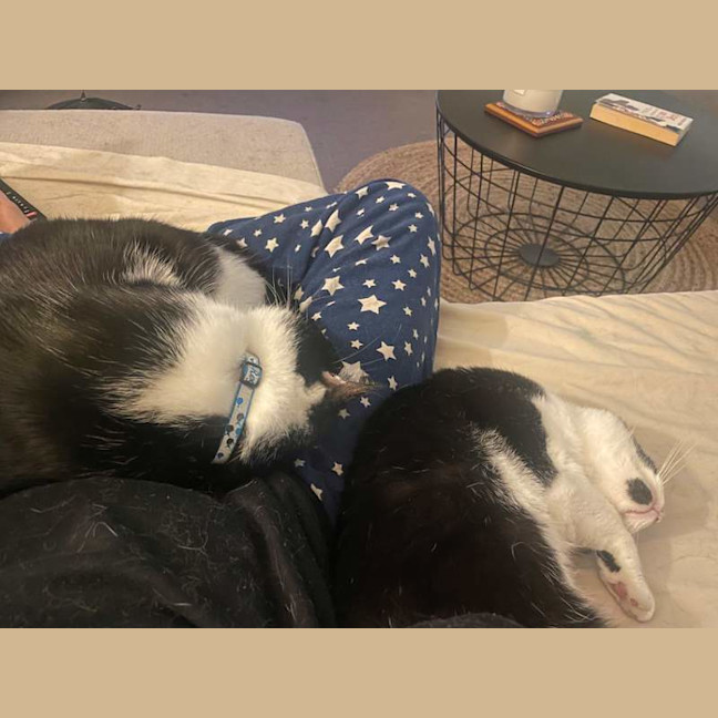 Photo of Puss