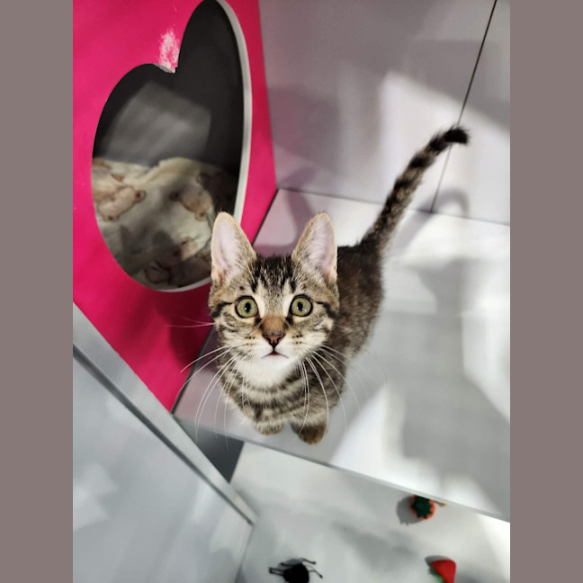 Photo of Gizmo