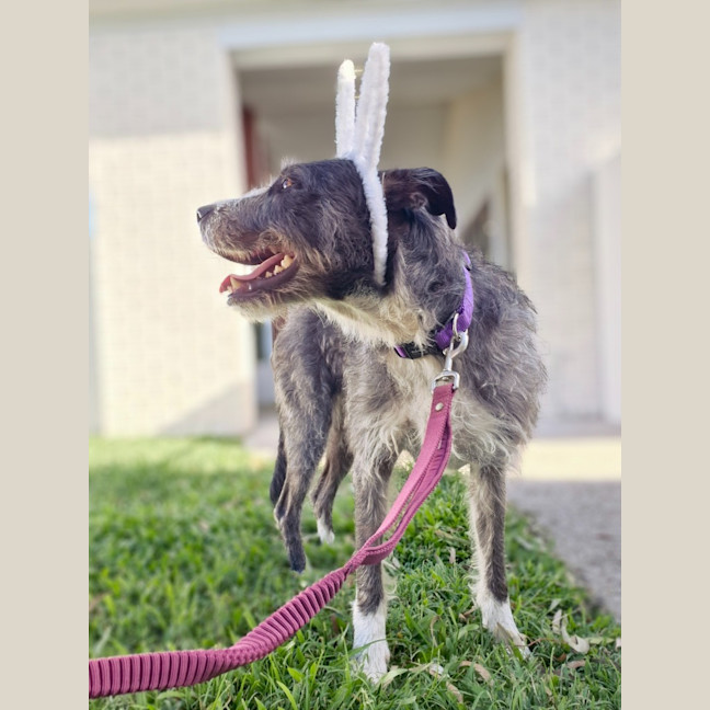 Photo of Sadie