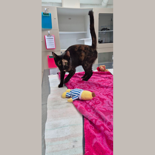 Photo of Reggie (8912)