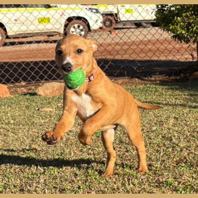 Photo of Sheeba