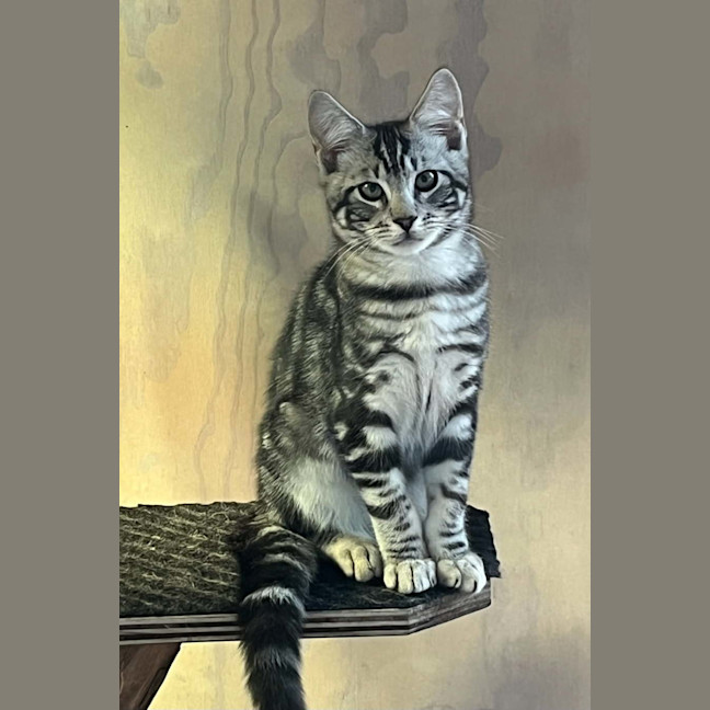 Photo of Smoke
