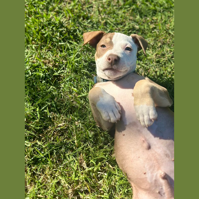 Photo of Humpfrey Bojangles