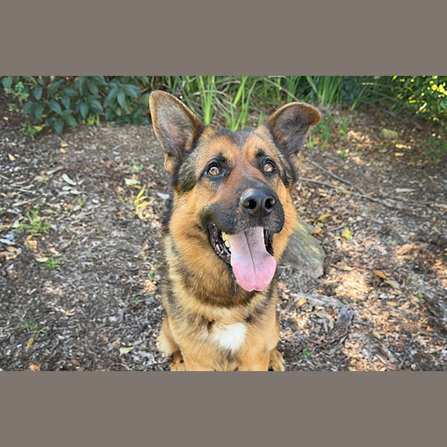 Photo of Diesel