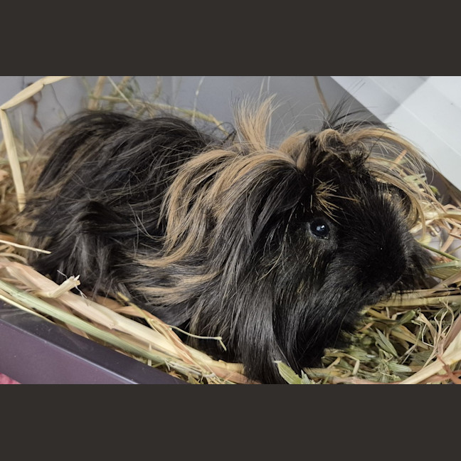 Photo of Piggy (Bonded With Pea)