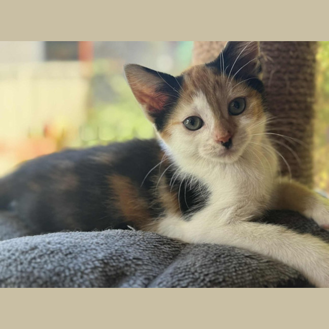 Photo of Matilda   In Foster Care In Cranbourne