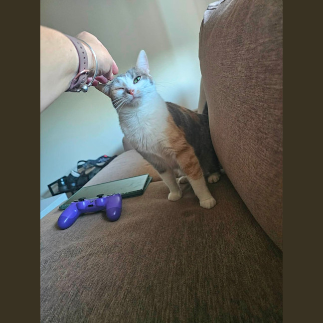 Photo of Cindy *9 Lives Project Rescue*
