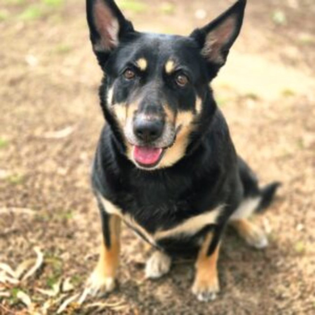 Photo of Roxy