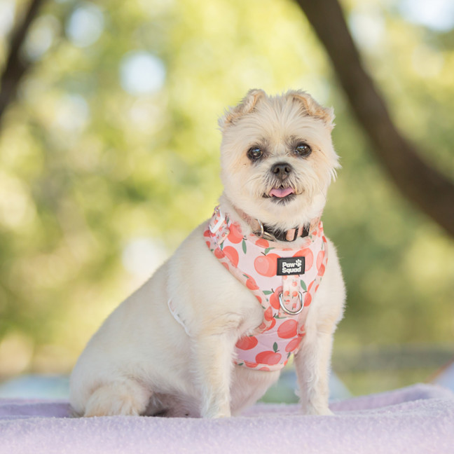 Photo of Pixie