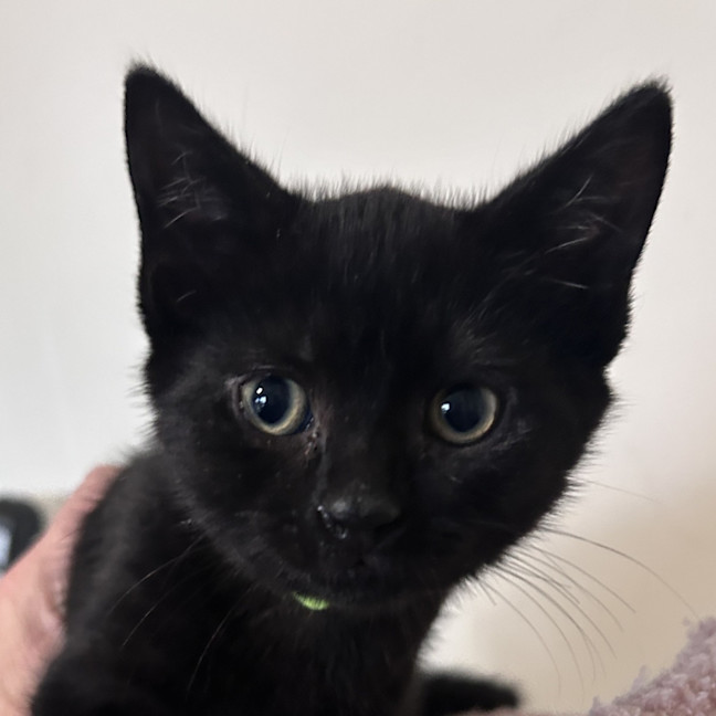 Photo of Waffle