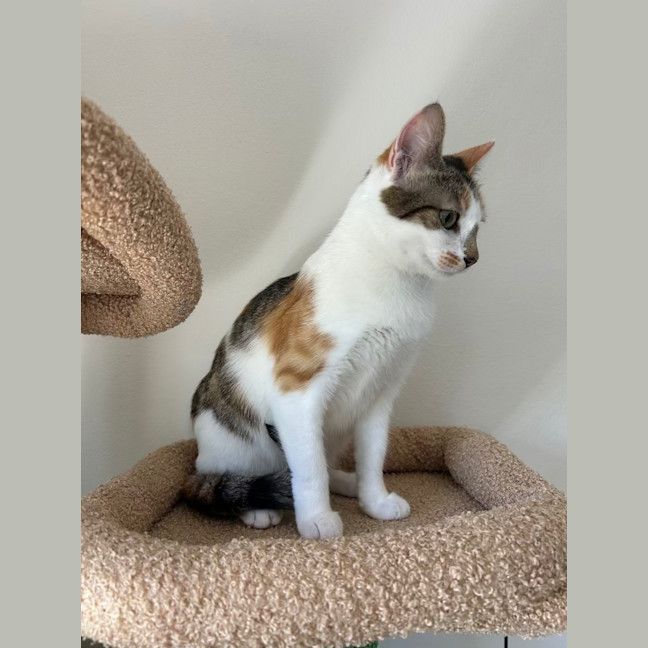 Photo of Blossom