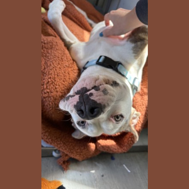 Photo of Tootsie Roll