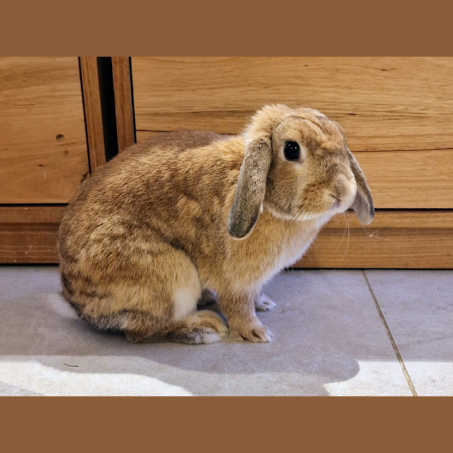 Photo of Cinnamon 