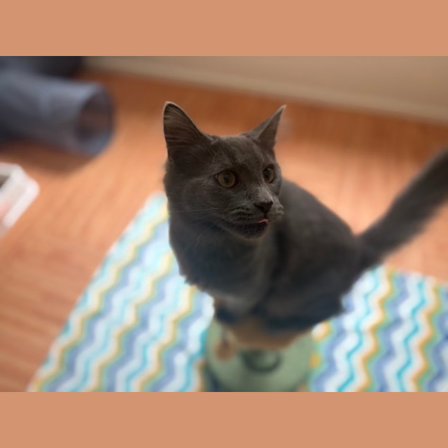 Photo of Basil