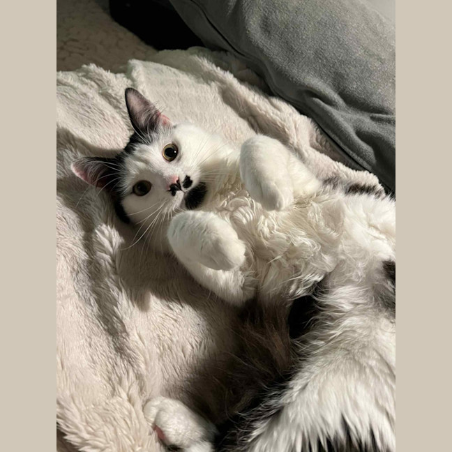 Photo of Dolly