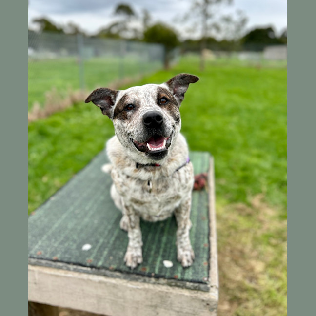 Photo of Chilli 