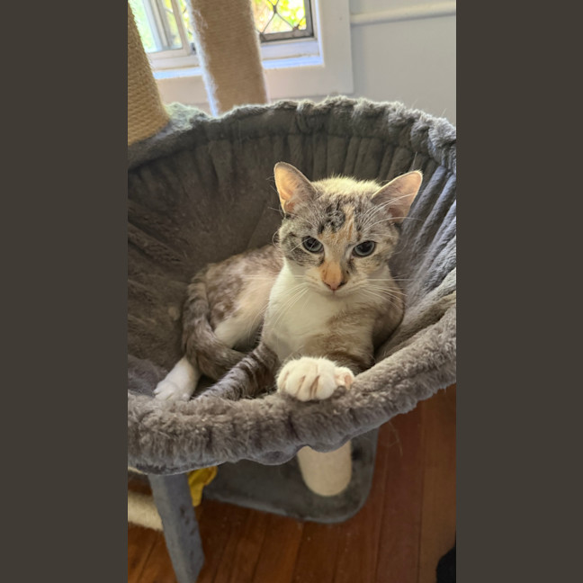 Photo of Violet