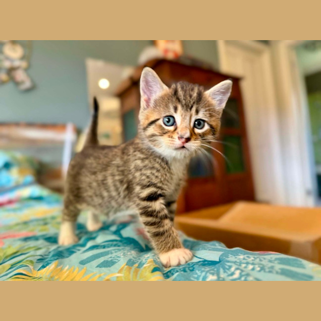 Photo of Yanni & Niko 