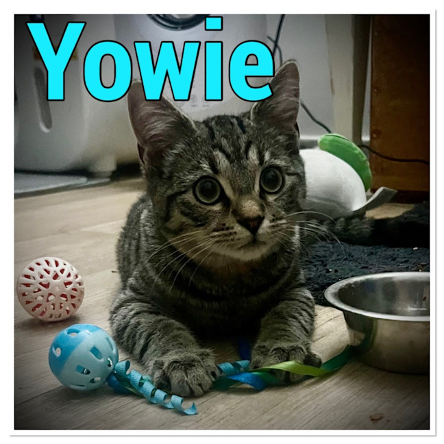 Photo of Yowie