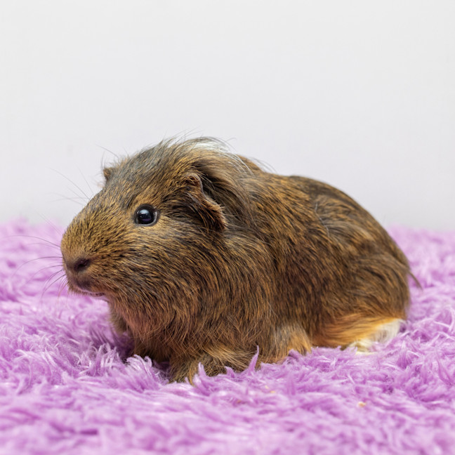 Photo of Pipsqueak