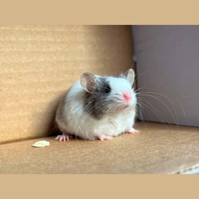 Photo of Remus