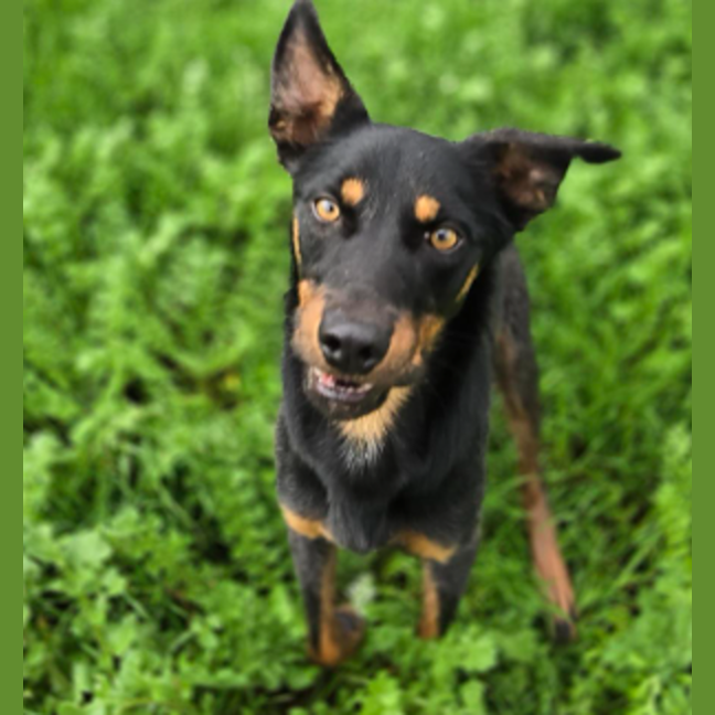 Photo of Atlas