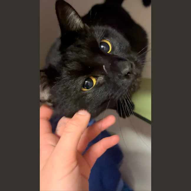 Photo of Scar