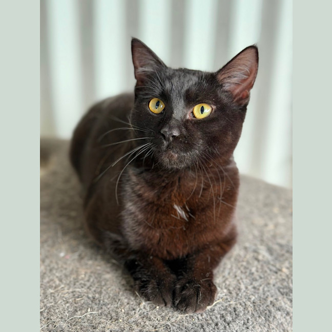 Photo of Remi
