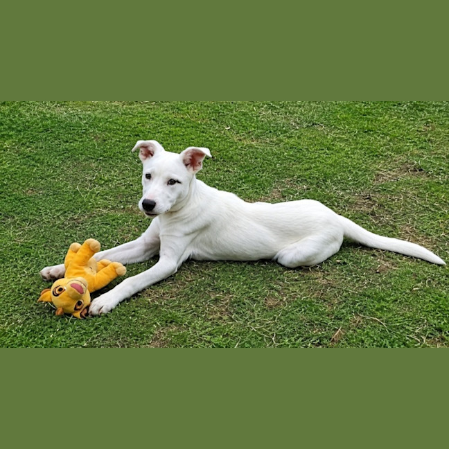 Photo of Phoenix 