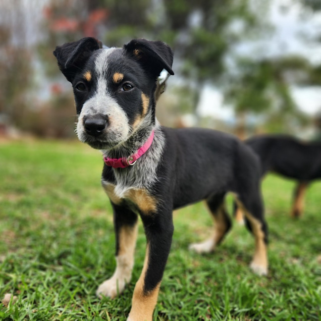 Photo of Misty