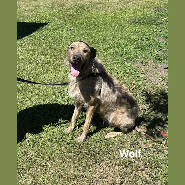 Photo of Wolf