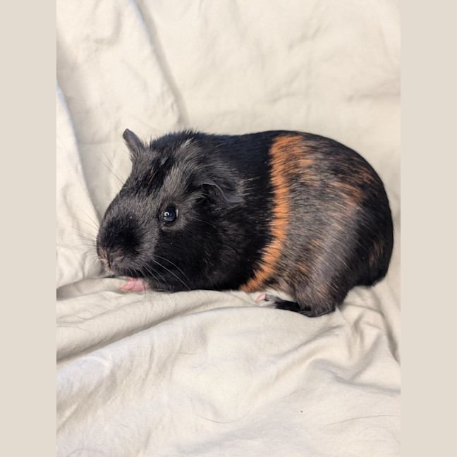 Photo of Kissy Suzuki