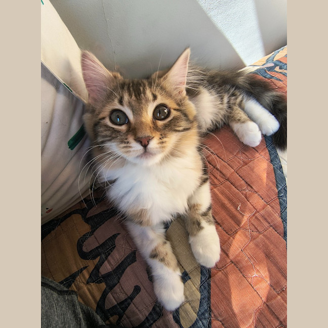 Photo of Puck