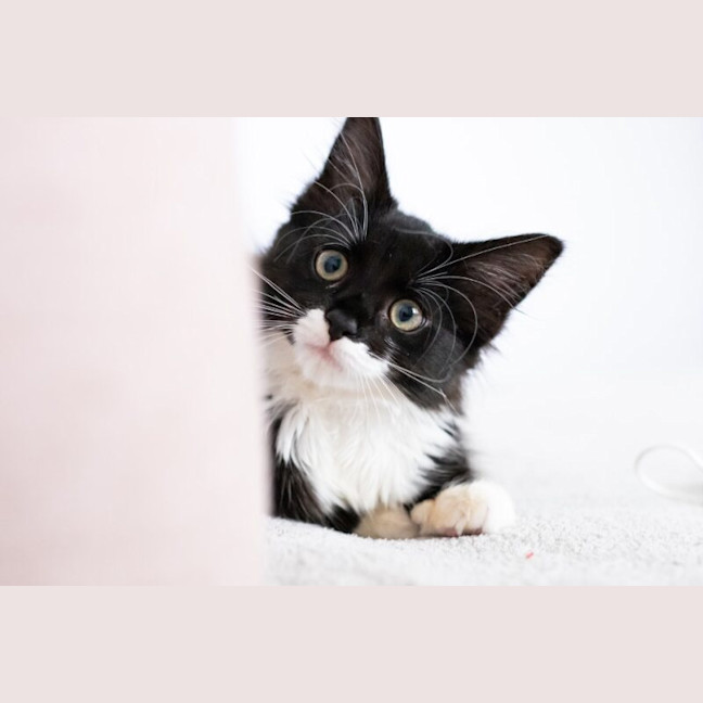 Photo of Pebbles