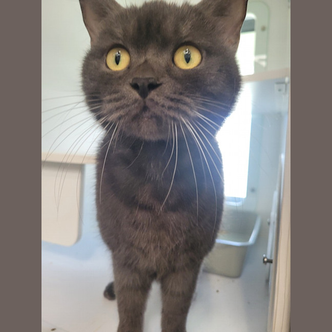 Photo of Clyde