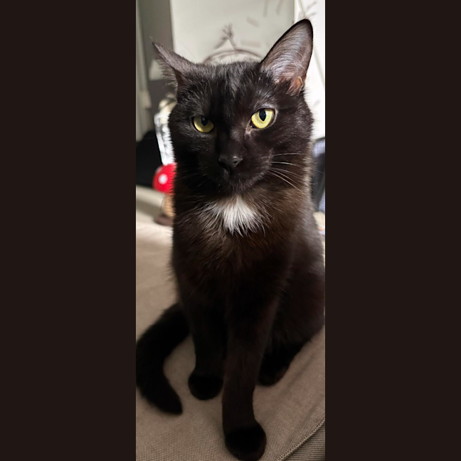 Photo of Morticia