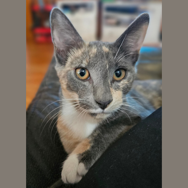 Photo of Miss Muppet