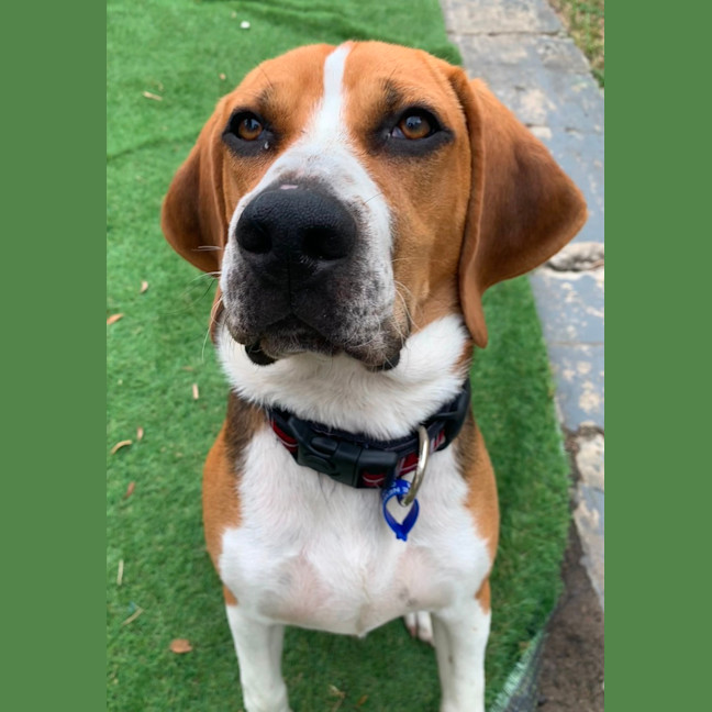 Photo of Bruce   7 Month Old Beagle (Trial)