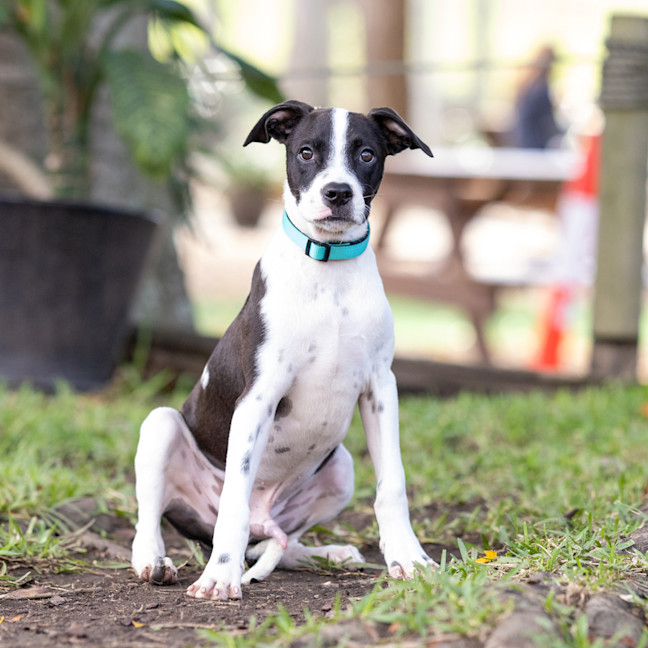 Photo of Sprocket