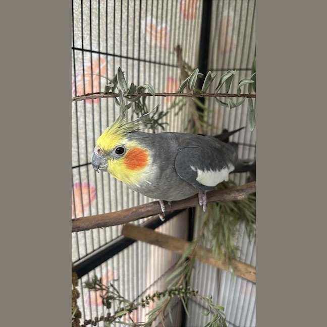 Photo of Charlie