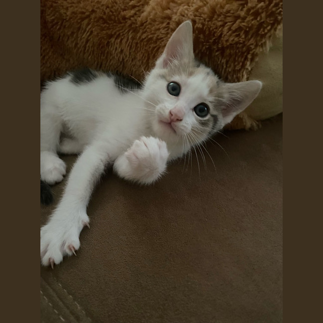 Photo of Nala 