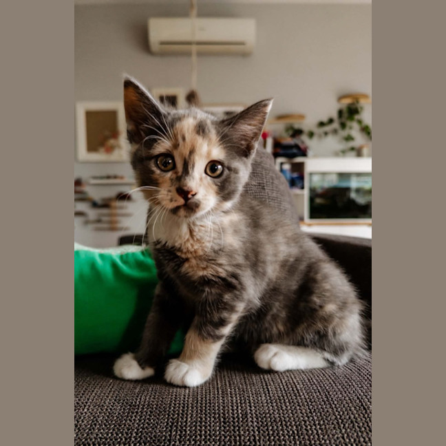 Photo of Smoochie