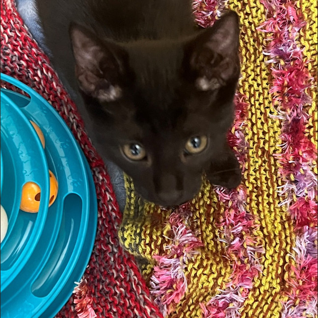 Photo of Oreo And Mowgli